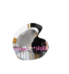 チロの感情（個別スタンプ：15）