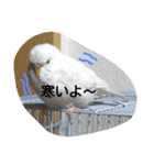 チロの感情（個別スタンプ：16）