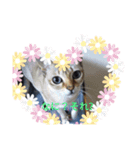 にゃんこファミリーnyanko（個別スタンプ：3）