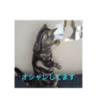にゃんこファミリーnyanko（個別スタンプ：4）