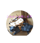 にゃんこファミリーnyanko（個別スタンプ：5）