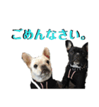 フレブルきちょたんと お市（個別スタンプ：16）
