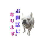 フレブルきちょたんと お市（個別スタンプ：19）
