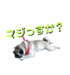 フレブルきちょたんと お市（個別スタンプ：21）