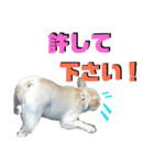 フレブルきちょたんと お市（個別スタンプ：36）