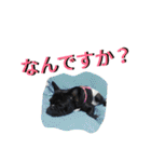 フレブルきちょたんと お市（個別スタンプ：39）