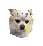 うちのエース。（個別スタンプ：4）