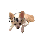 うちのエース。（個別スタンプ：8）
