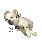 うちのエース。（個別スタンプ：13）