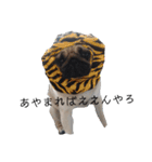 パグぱぐ（個別スタンプ：1）