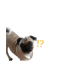 パグぱぐ（個別スタンプ：12）