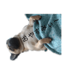 パグぱぐ（個別スタンプ：13）