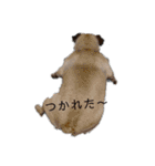 パグぱぐ（個別スタンプ：16）