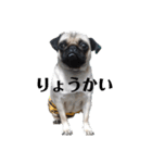 パグぱぐ（個別スタンプ：32）