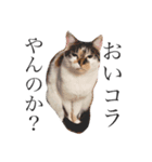 こうめにゃん（個別スタンプ：4）