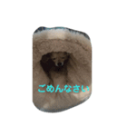 チワワの羽くん（個別スタンプ：3）