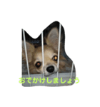 チワワの羽くん（個別スタンプ：7）