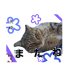 矢﨑 3 無難な矢﨑（個別スタンプ：6）