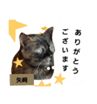 矢﨑 3 無難な矢﨑（個別スタンプ：7）