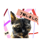 矢﨑 3 無難な矢﨑（個別スタンプ：8）