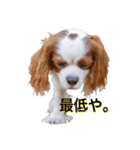 茶々婆ちゃん＆UGO-2 心のつぶやき（個別スタンプ：5）