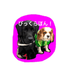 茶々婆ちゃん＆UGO-2 心のつぶやき（個別スタンプ：16）