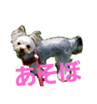 ヨーキーなラスク（個別スタンプ：3）