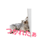 ヨーキーなラスク（個別スタンプ：5）
