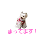 ヨーキーなラスク（個別スタンプ：8）