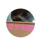 めんこニャンズ（個別スタンプ：8）