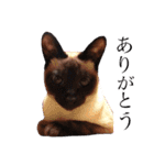 赤ん坊の悠樹時々猫のマリと犬のドール（個別スタンプ：14）