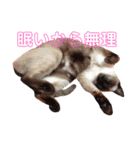 赤ん坊の悠樹時々猫のマリと犬のドール（個別スタンプ：23）