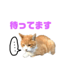 ルミオ（個別スタンプ：1）