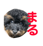トイプードルの小鉄くんです（個別スタンプ：4）