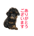 トイプードルの小鉄くんです（個別スタンプ：6）