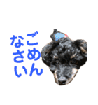トイプードルの小鉄くんです（個別スタンプ：7）