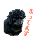 トイプードルの小鉄くんです（個別スタンプ：9）