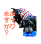 トイプードルの小鉄くんです（個別スタンプ：15）