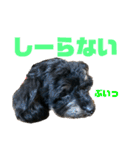 トイプードルの小鉄くんです（個別スタンプ：17）