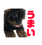 トイプードルの小鉄くんです（個別スタンプ：21）