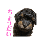 トイプードルの小鉄くんです（個別スタンプ：24）