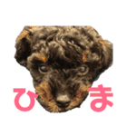 トイプードルの小鉄くんです（個別スタンプ：30）