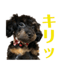 トイプードルの小鉄くんです（個別スタンプ：31）