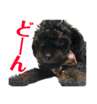 トイプードルの小鉄くんです（個別スタンプ：32）
