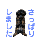 トイプードルの小鉄くんです（個別スタンプ：36）