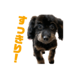 トイプードルの小鉄くんです（個別スタンプ：38）