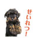 トイプードルの小鉄くんです（個別スタンプ：39）