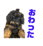 トイプードルの小鉄くんです（個別スタンプ：40）