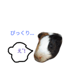 モルモットのモコ5（個別スタンプ：6）