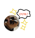モルモットのモコ5（個別スタンプ：9）